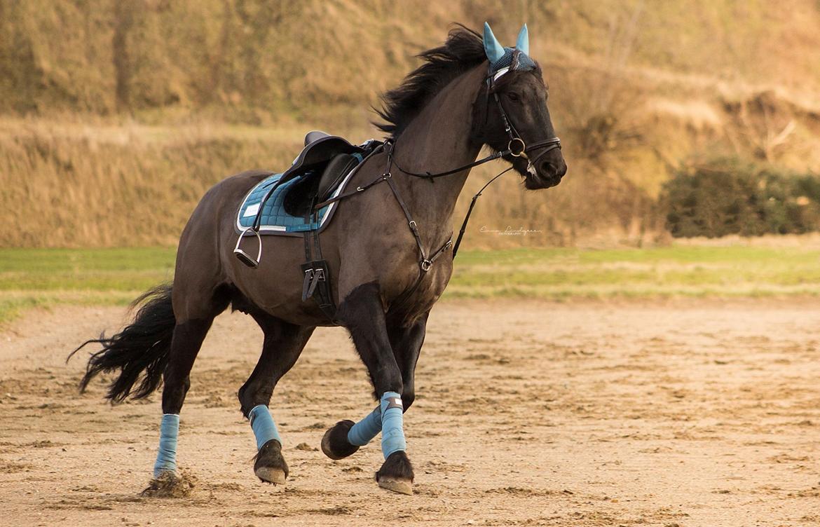 Frieser Imalia van schäfer billede 1