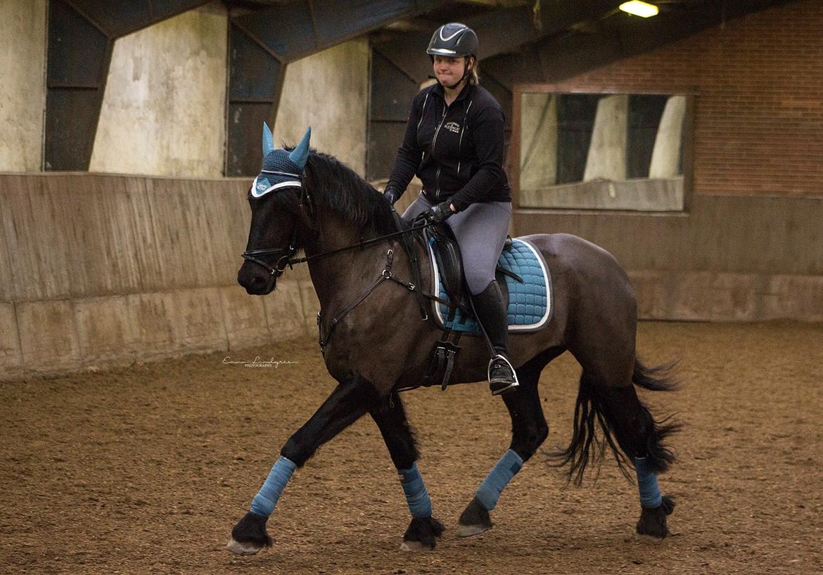 Frieser Imalia van schäfer billede 17