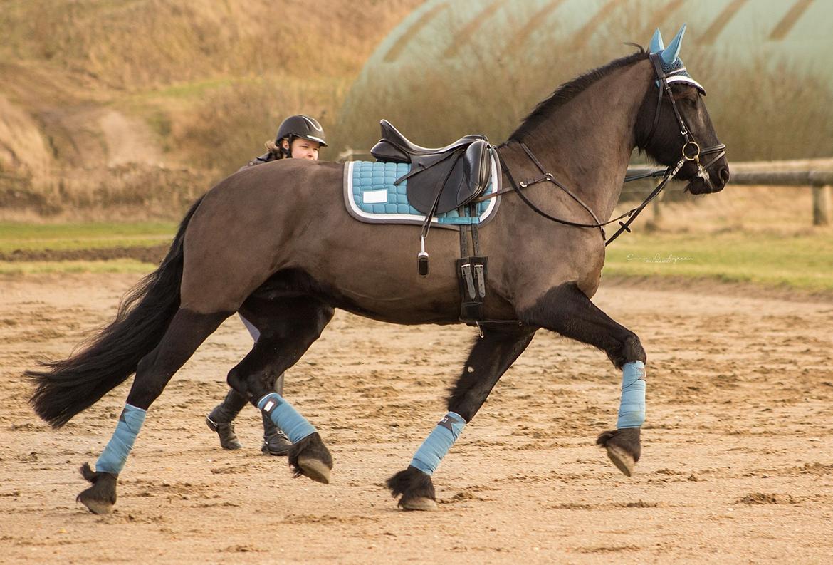 Frieser Imalia van schäfer billede 13