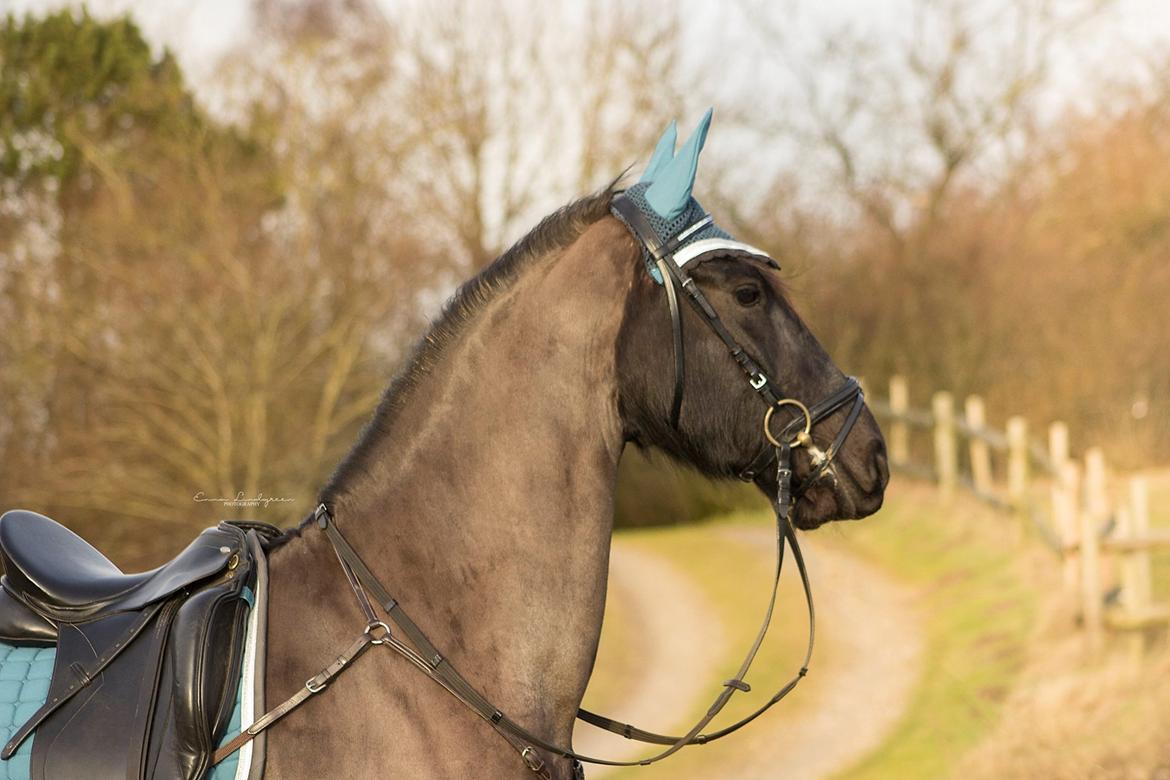 Frieser Imalia van schäfer billede 19