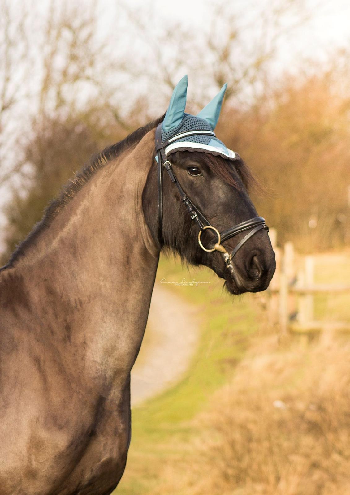 Frieser Imalia van schäfer billede 8