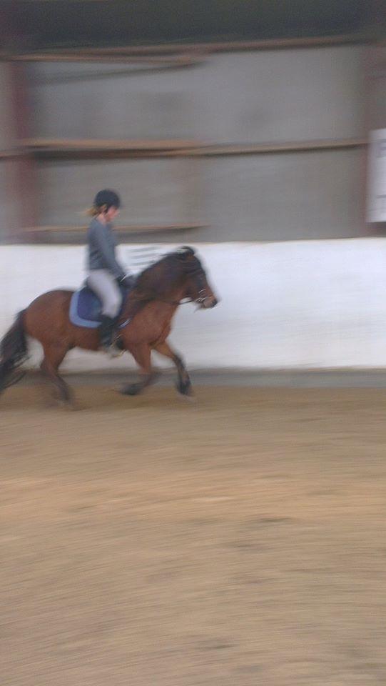 Islænder Loki billede 7