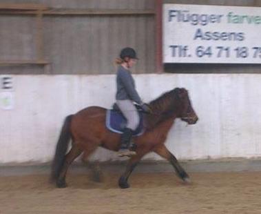 Islænder Loki billede 8