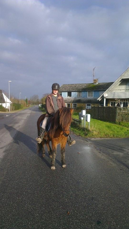 Islænder Loki billede 9