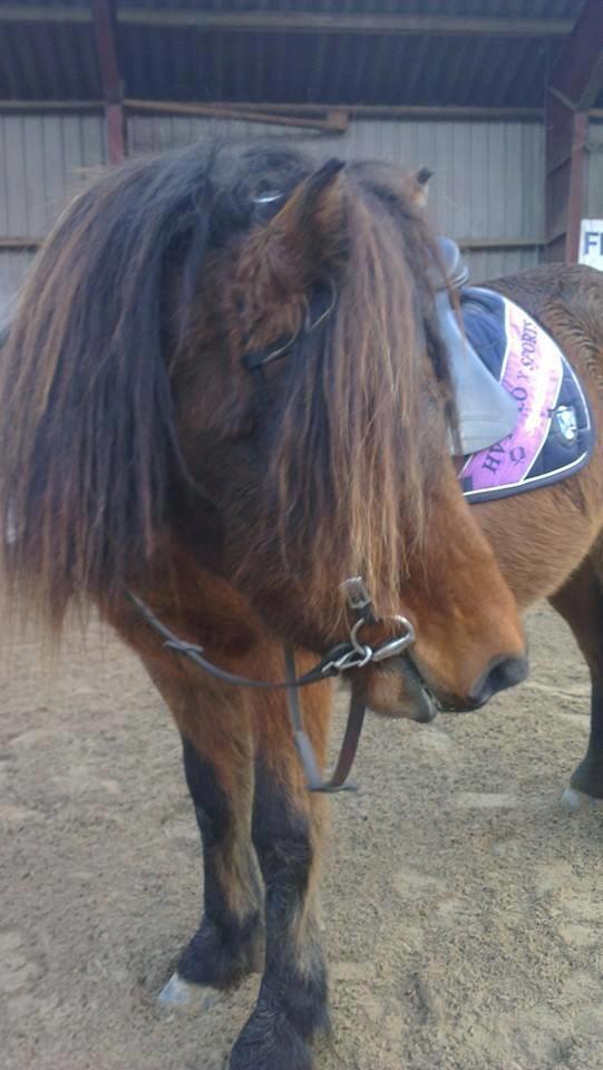 Islænder Loki billede 1