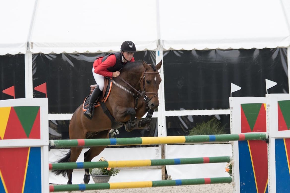 New Forest Runehøjs Rocco billede 6