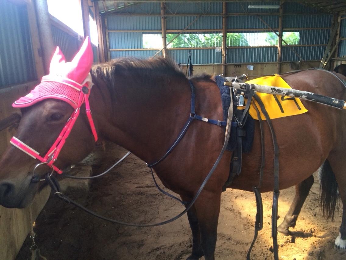 New Forest Øagergaards Mette (SOLGT) billede 36