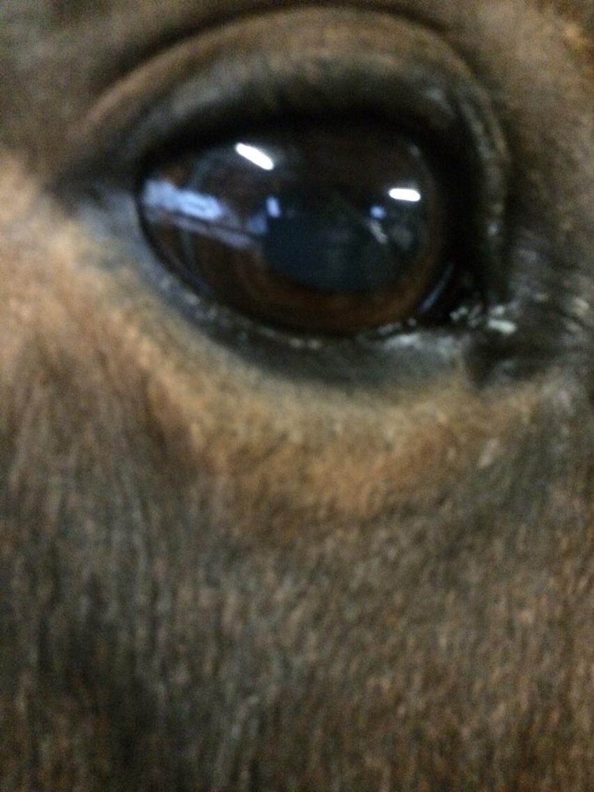 New Forest Øagergaards Mette (SOLGT) billede 39