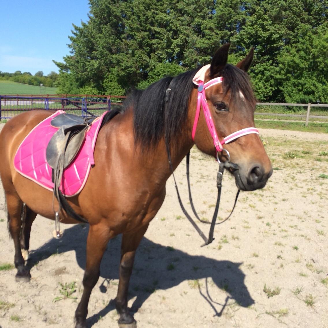 New Forest Øagergaards Mette (SOLGT) billede 38