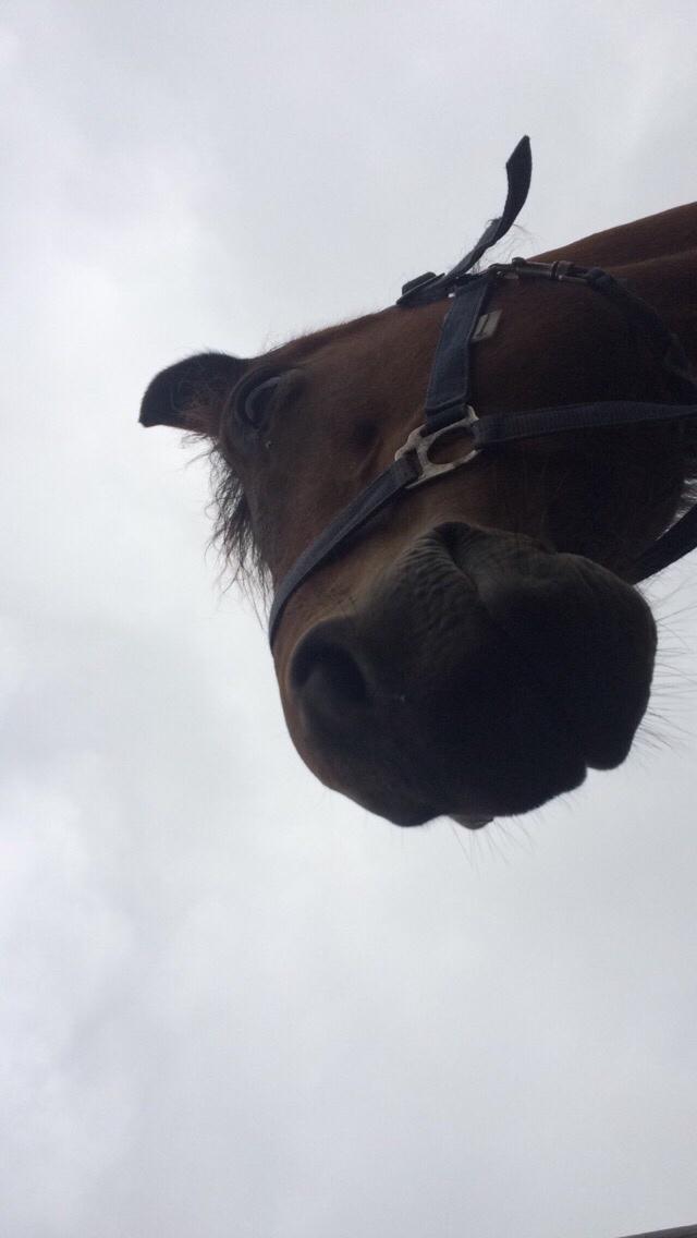 New Forest Øagergaards Mette (SOLGT) billede 43