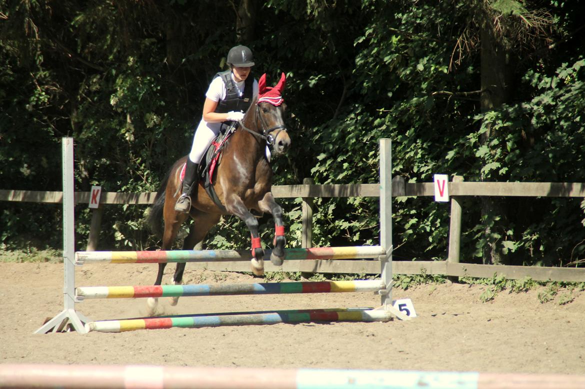 New Forest Elmholts Furore  billede 20