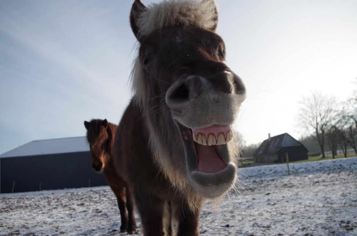 Islænder Embla torupgård billede 1