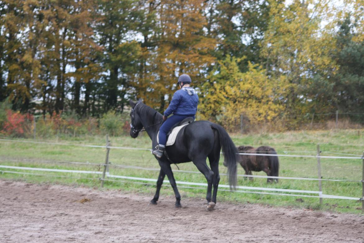 Anden særlig race I Piratus billede 22