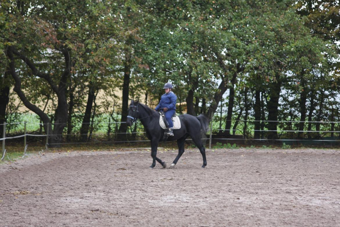 Anden særlig race I Piratus billede 25