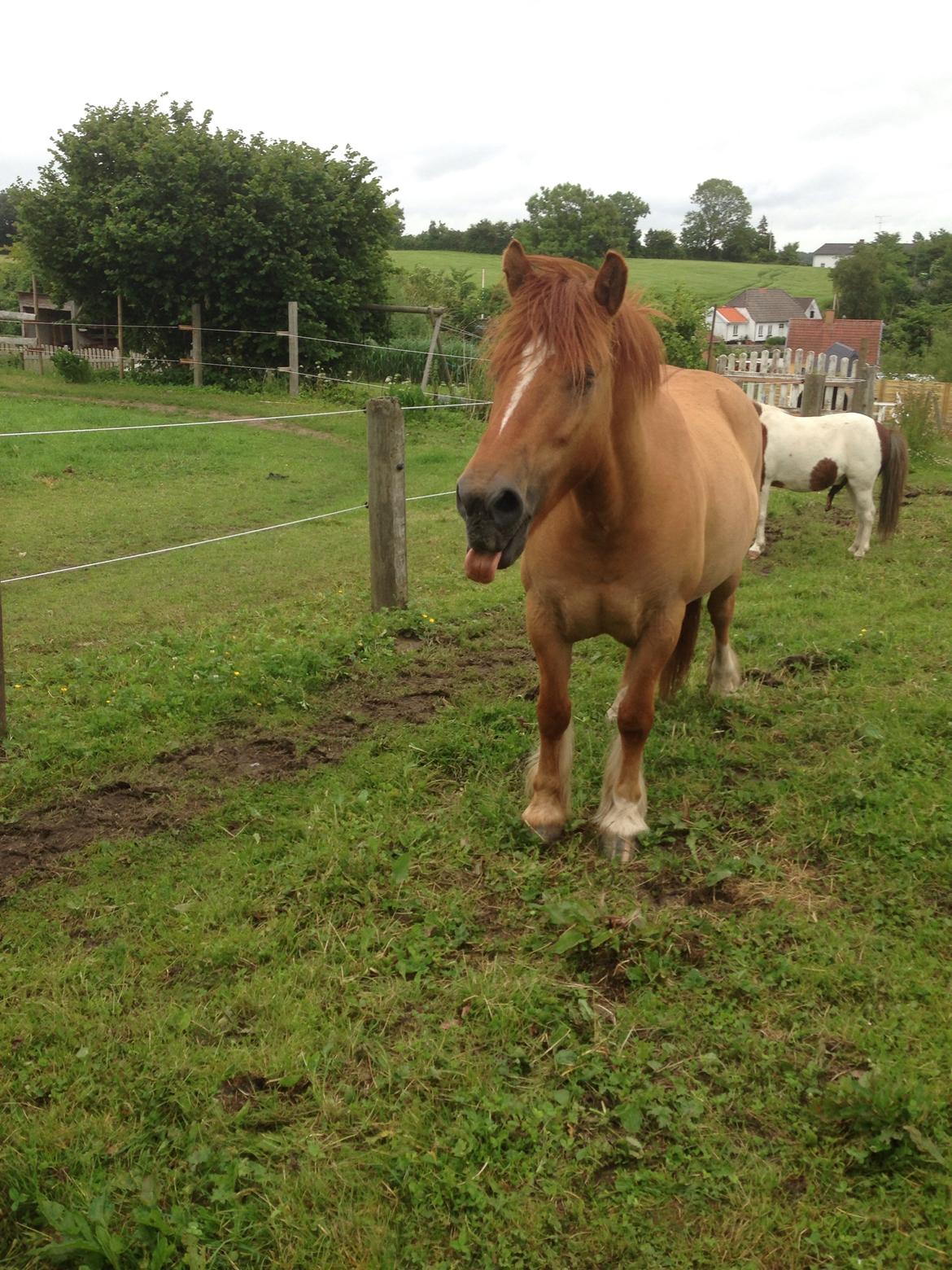 Anden særlig race Bertram billede 20