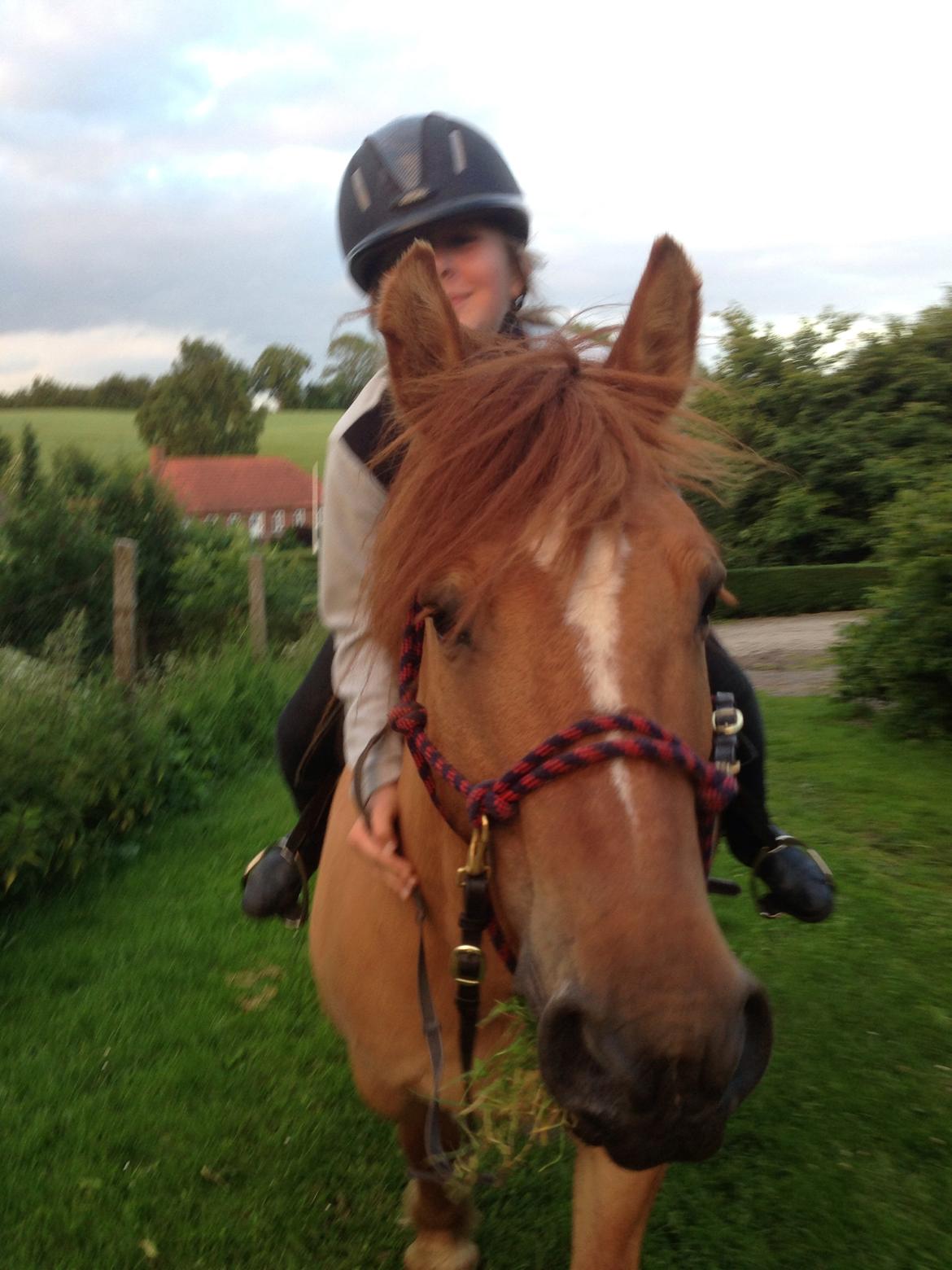 Anden særlig race Bertram billede 10