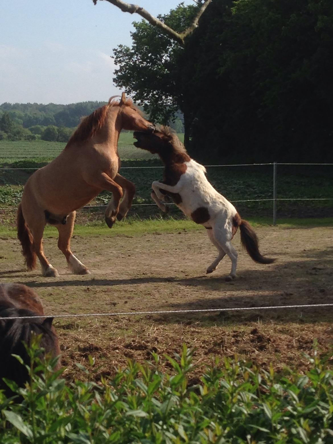 Anden særlig race Bertram billede 13