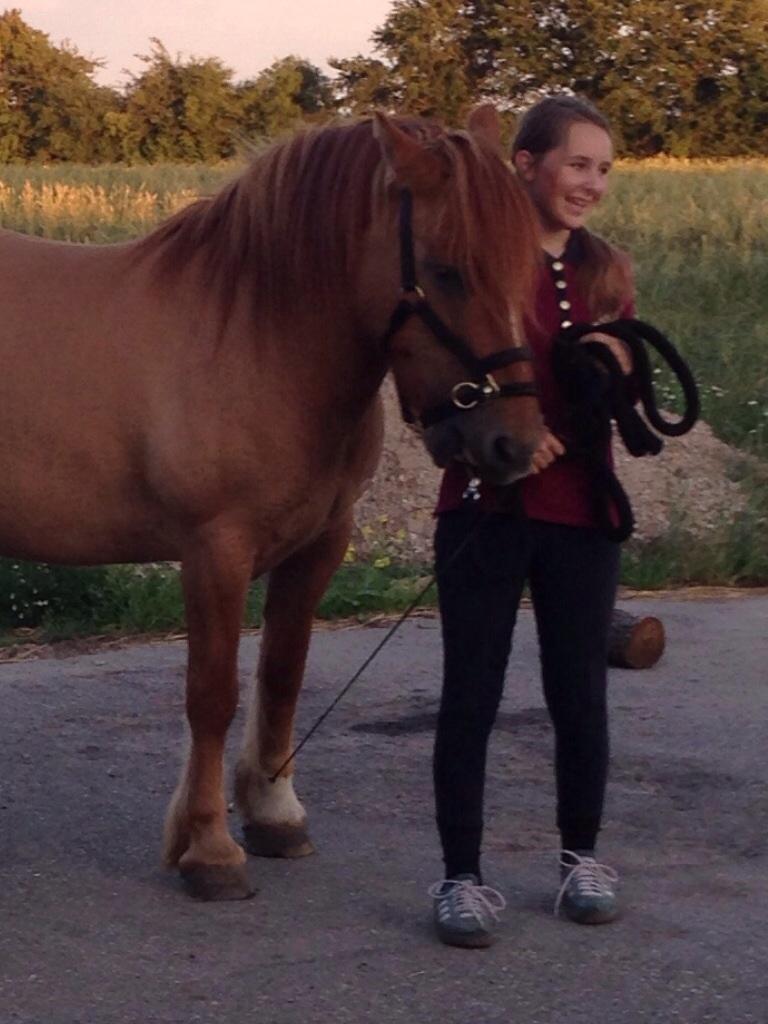 Anden særlig race Bertram billede 14