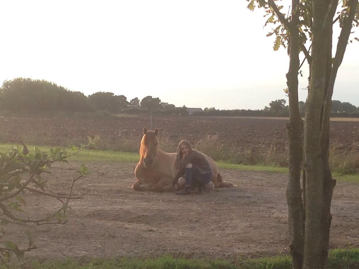 Anden særlig race Bertram billede 17