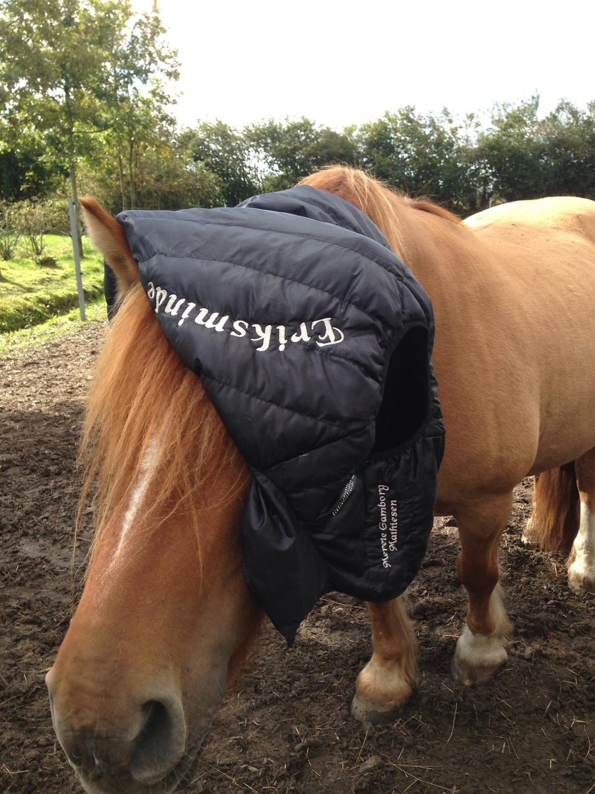 Anden særlig race Bertram billede 18