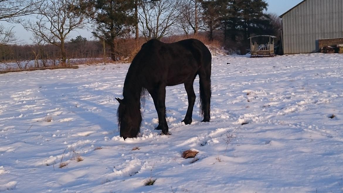 Frieser Inez  - Det sidste nye af Inez 2016 billede 1