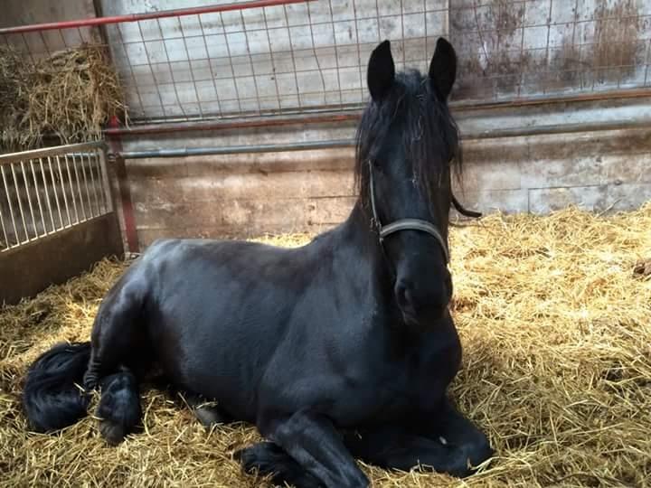 Frieser Inez  - Nyder solen igennem taget billede 3