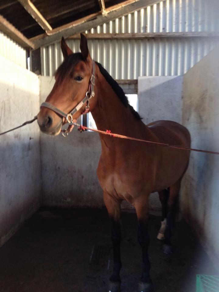 Frederiksborg Nytoftgaards Anastacia (Baby) billede 27