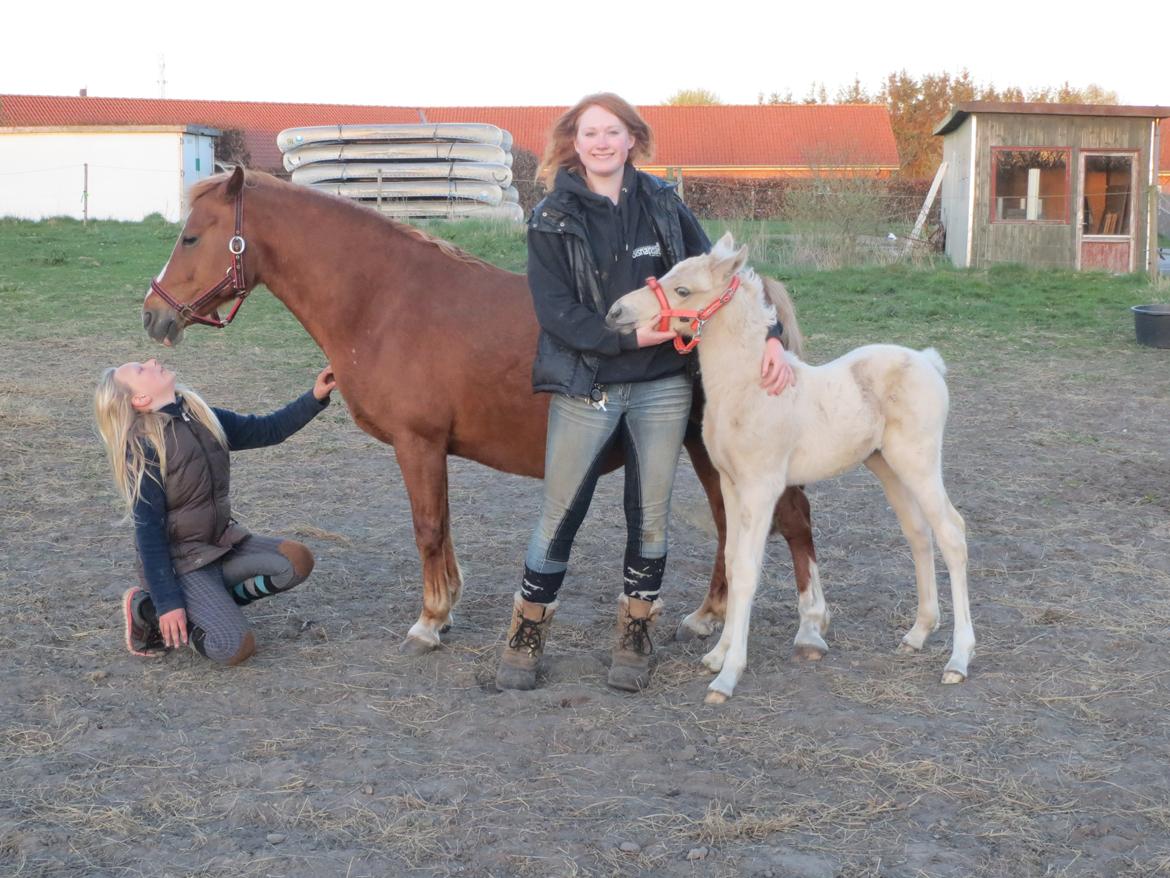 Anden særlig race Miss Dolly (Tamara)  billede 41
