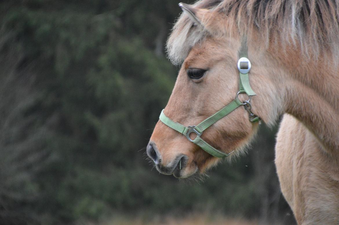 Fjordhest Tulle billede 2
