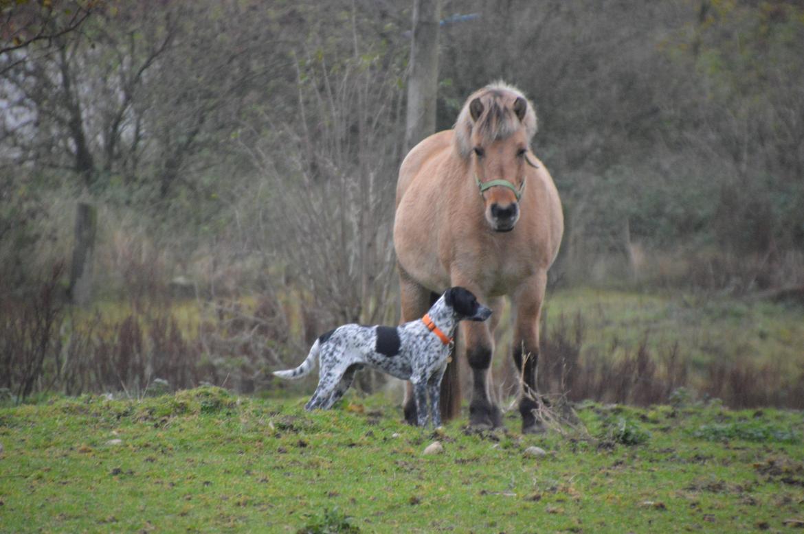 Fjordhest Tulle billede 3