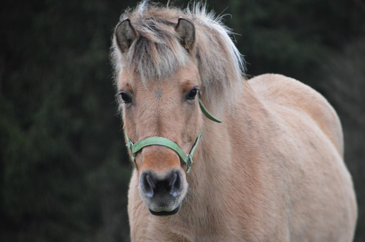 Fjordhest Tulle billede 1