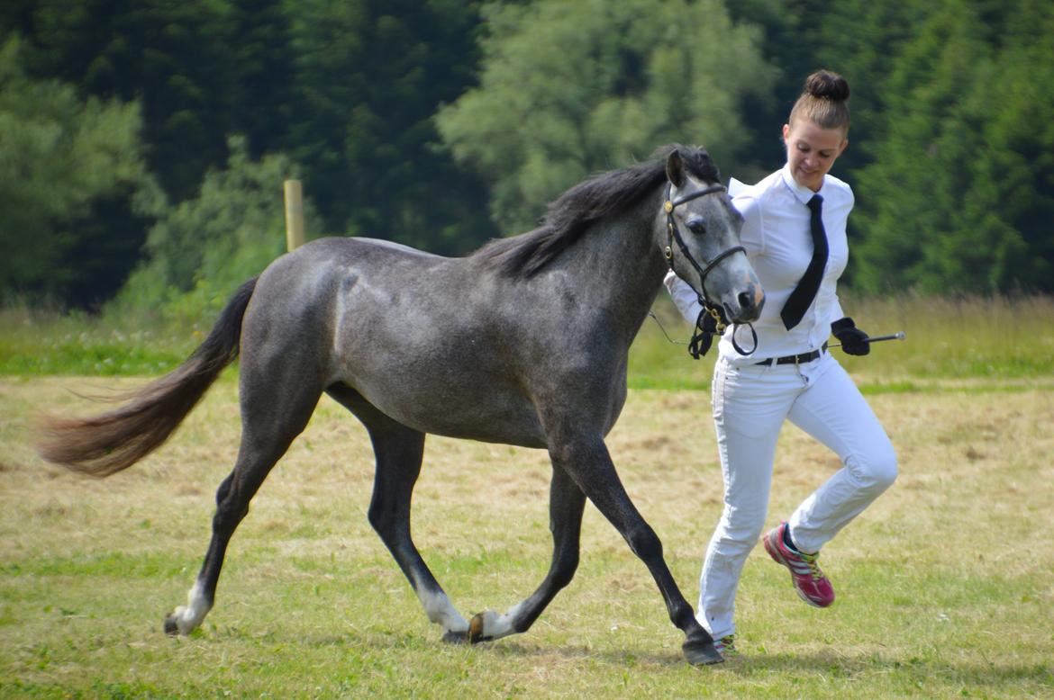 Welsh Pony (sec B) Bjerregårds Casia billede 2