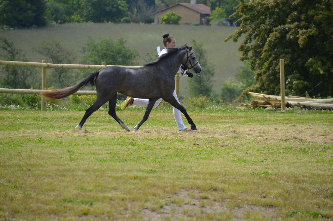 Welsh Pony (sec B) Bjerregårds Casia billede 3