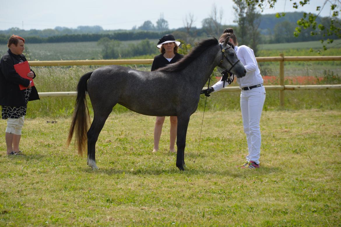 Welsh Pony (sec B) Bjerregårds Casia billede 1