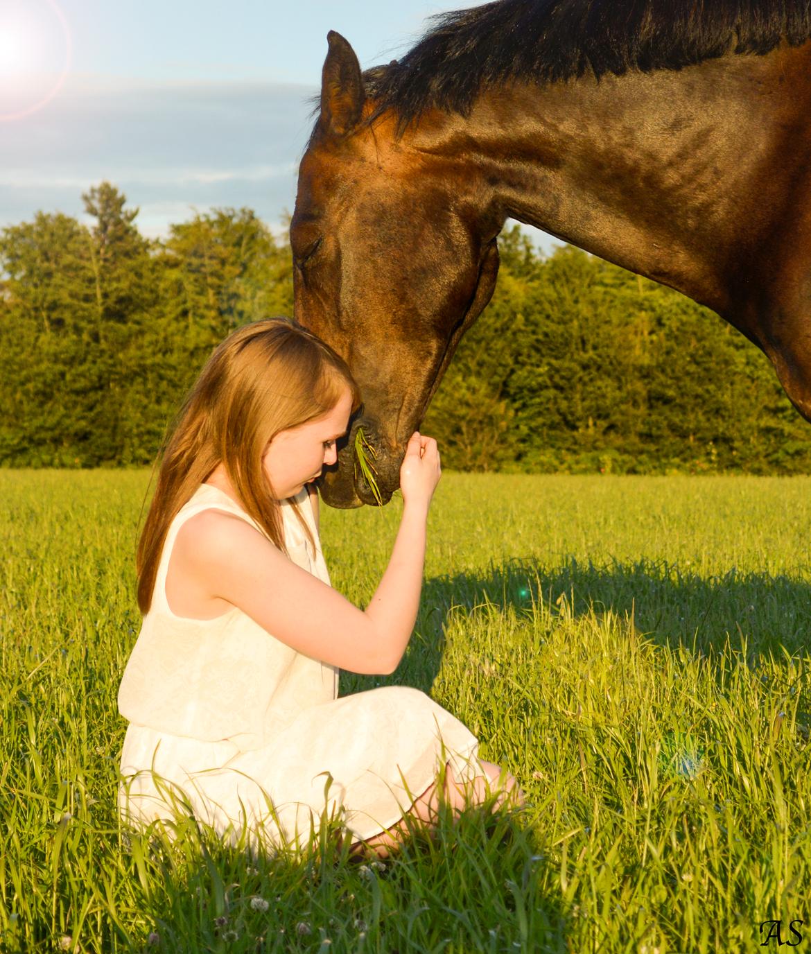 New Forest Skovens Micon  - Juli 2015 | ♥♥ billede 12