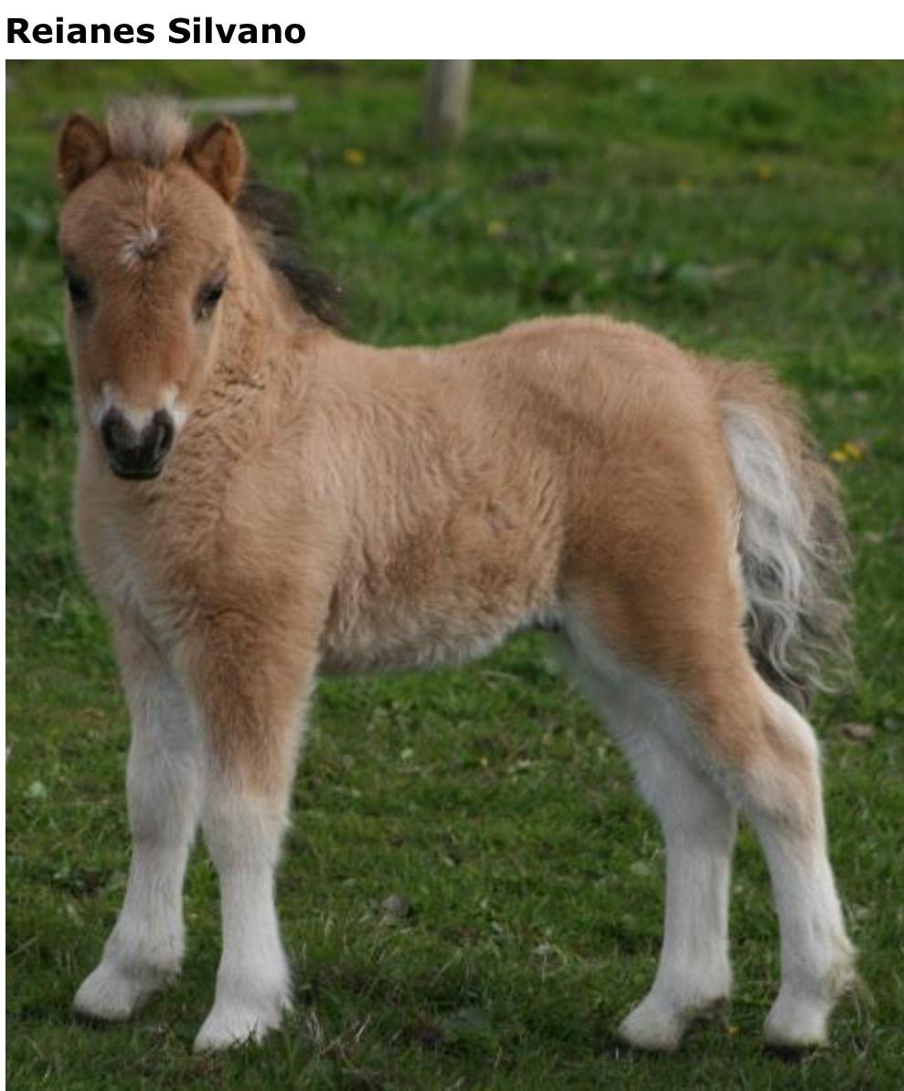 Shetlænder Reianes Silvano (Silver) billede 1