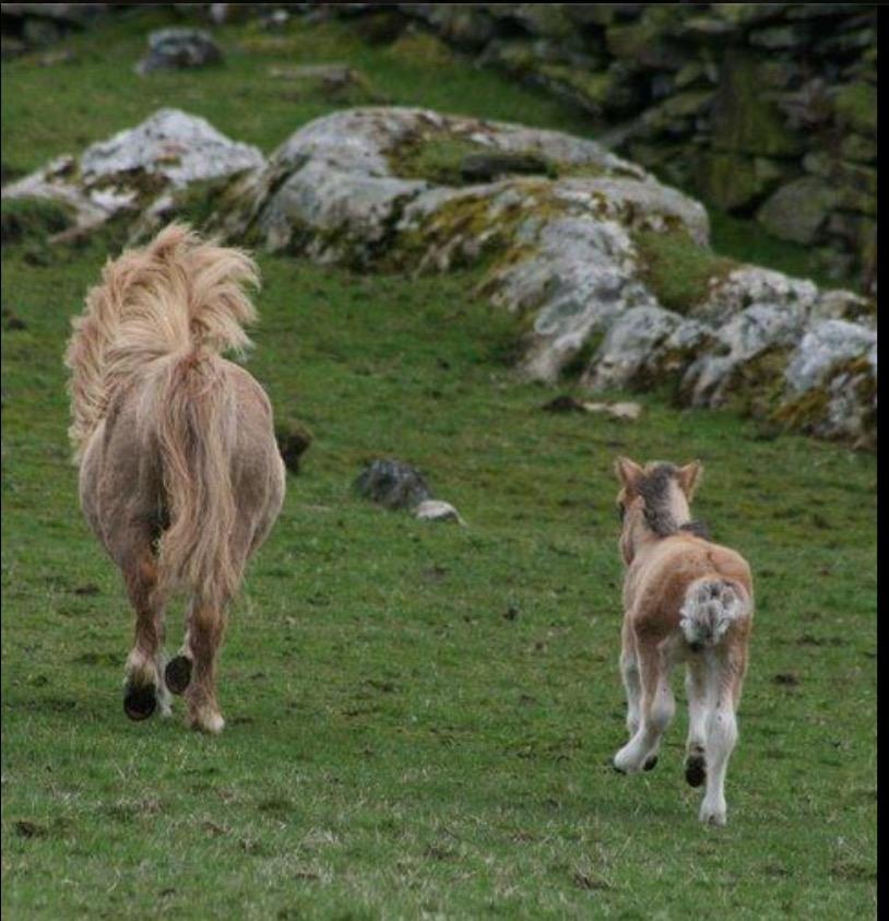 Shetlænder Reianes Silvano (Silver) billede 4