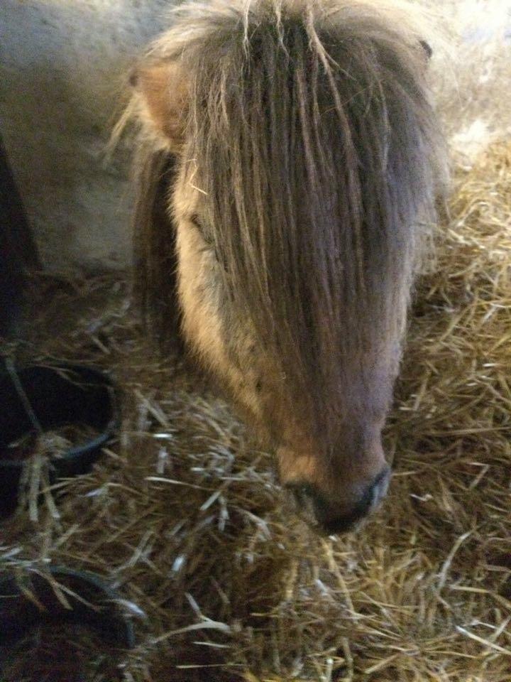 Shetlænder Reianes Silvano (Silver) billede 8