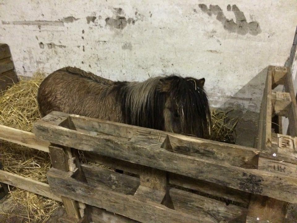 Shetlænder Reianes Silvano (Silver) billede 3