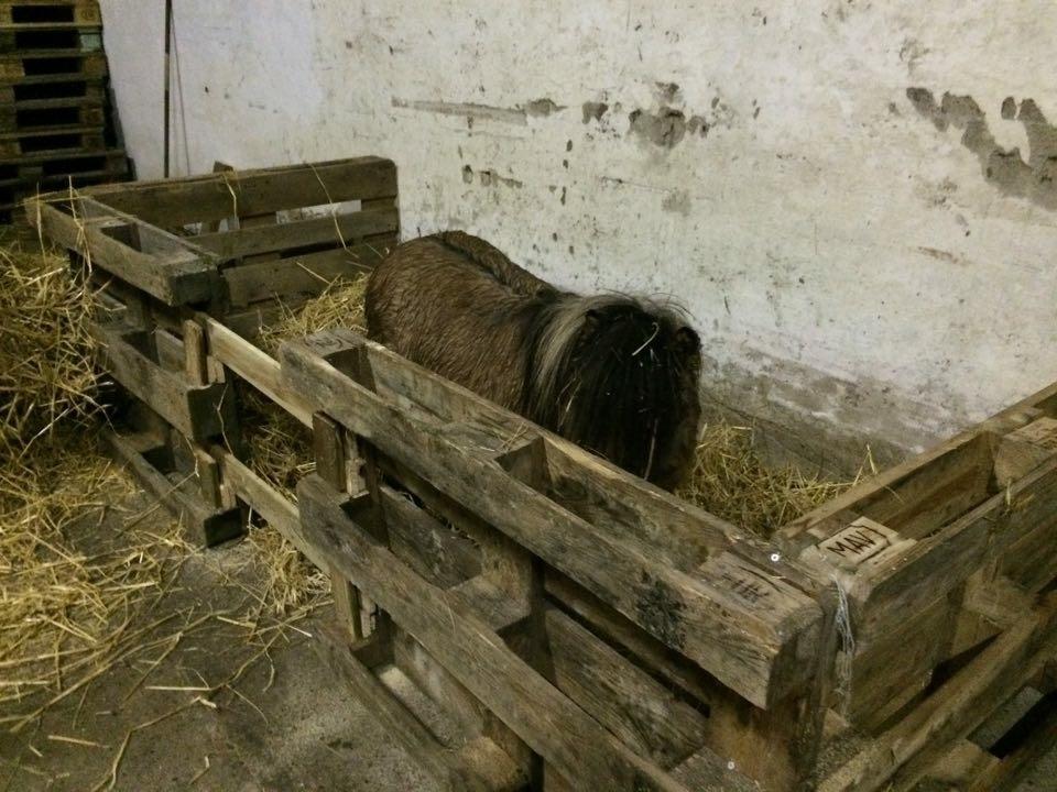 Shetlænder Reianes Silvano (Silver) billede 6