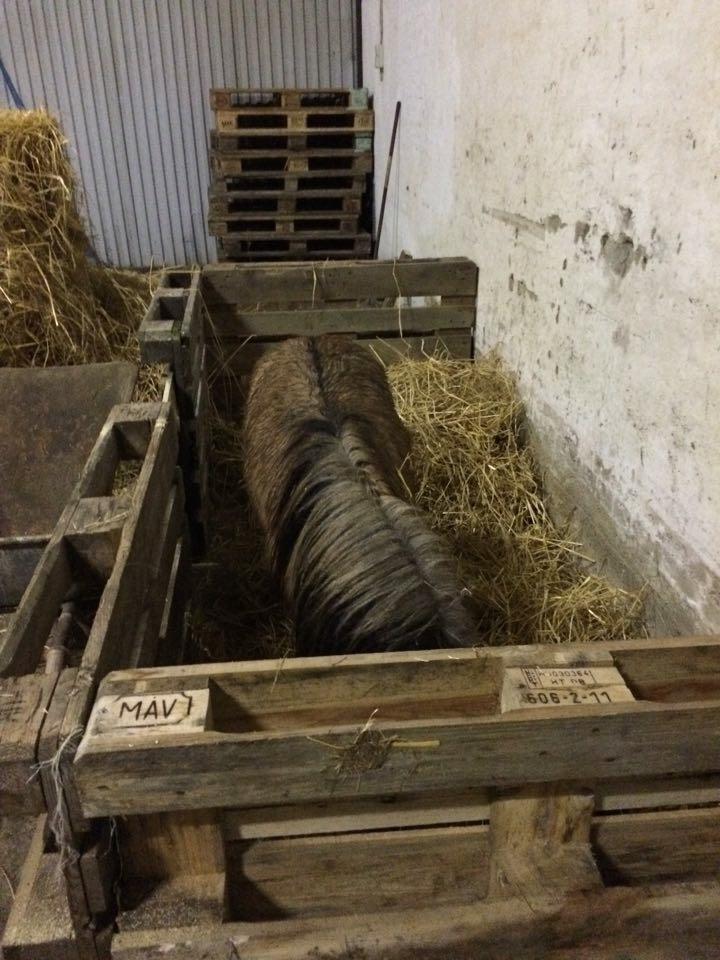 Shetlænder Reianes Silvano (Silver) billede 2