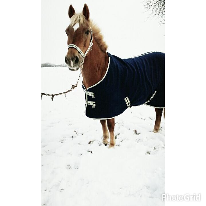 Tysk Sportspony Isabell billede 1