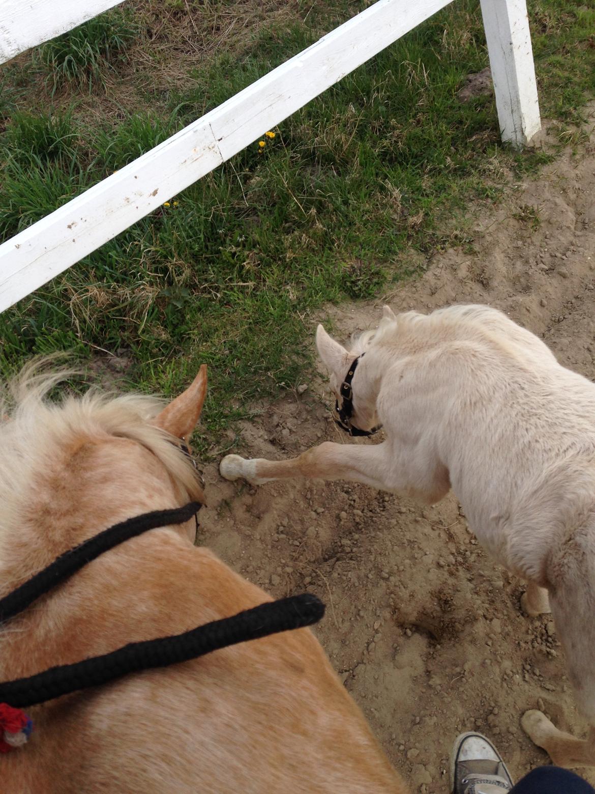 Anden særlig race Yaspisgårds Gabi billede 6