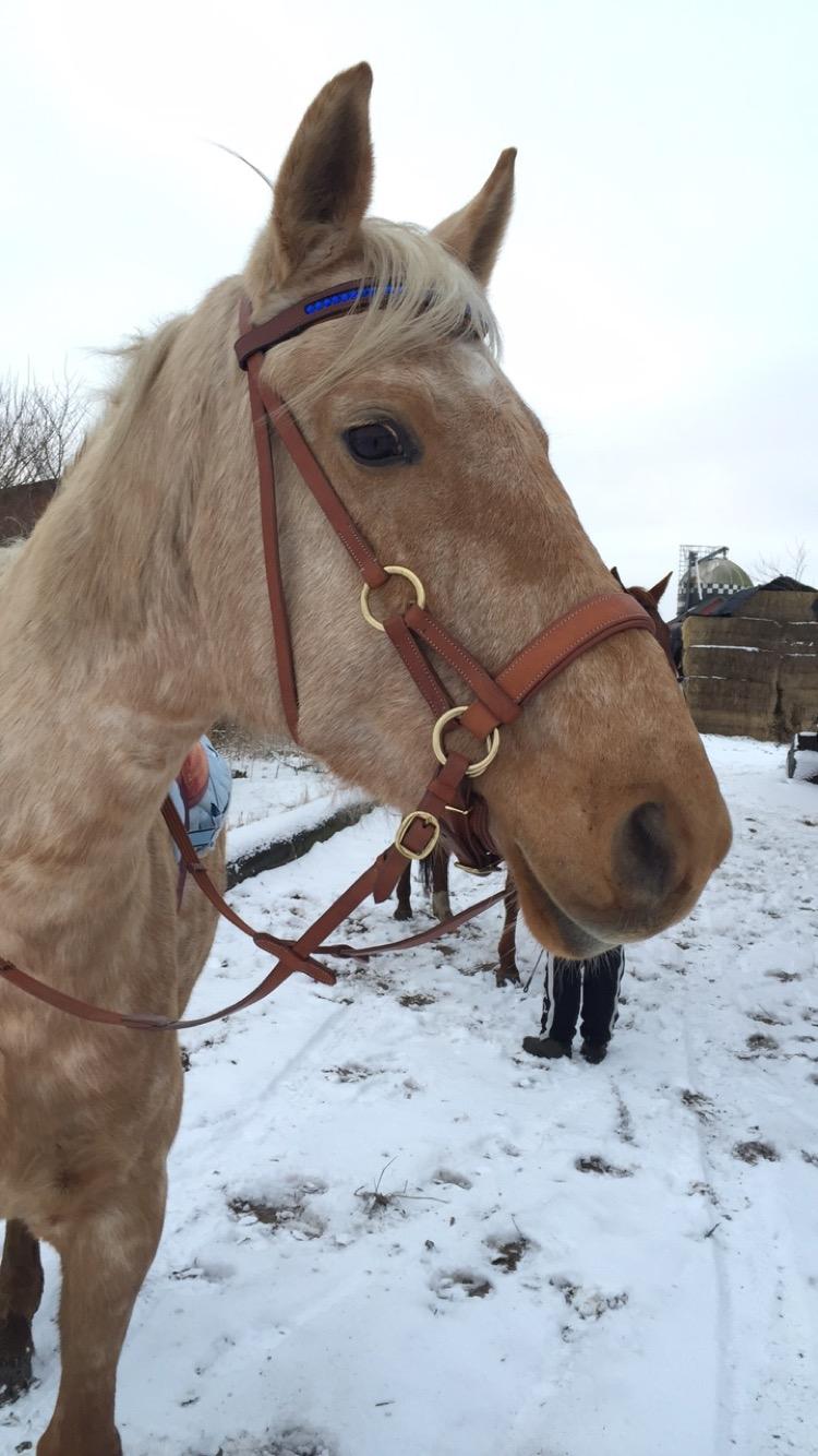 Anden særlig race Yaspisgårds Gabi billede 7