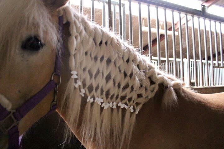 Haflinger Helena billede 10