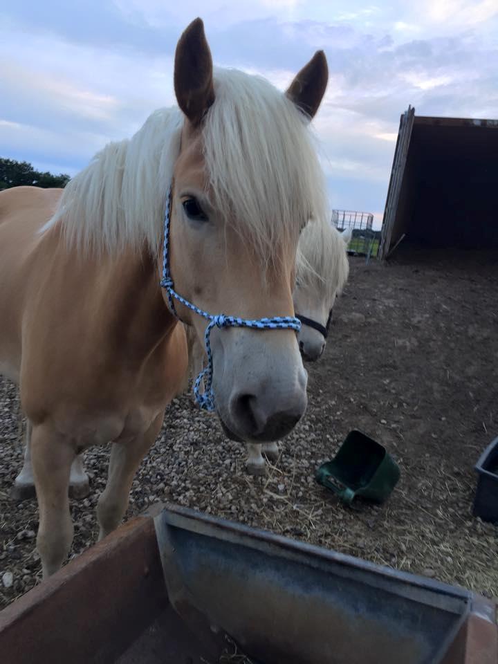 Haflinger Helena billede 12