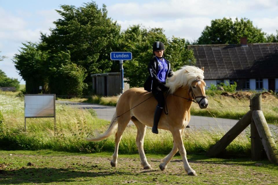 Haflinger Helena billede 11