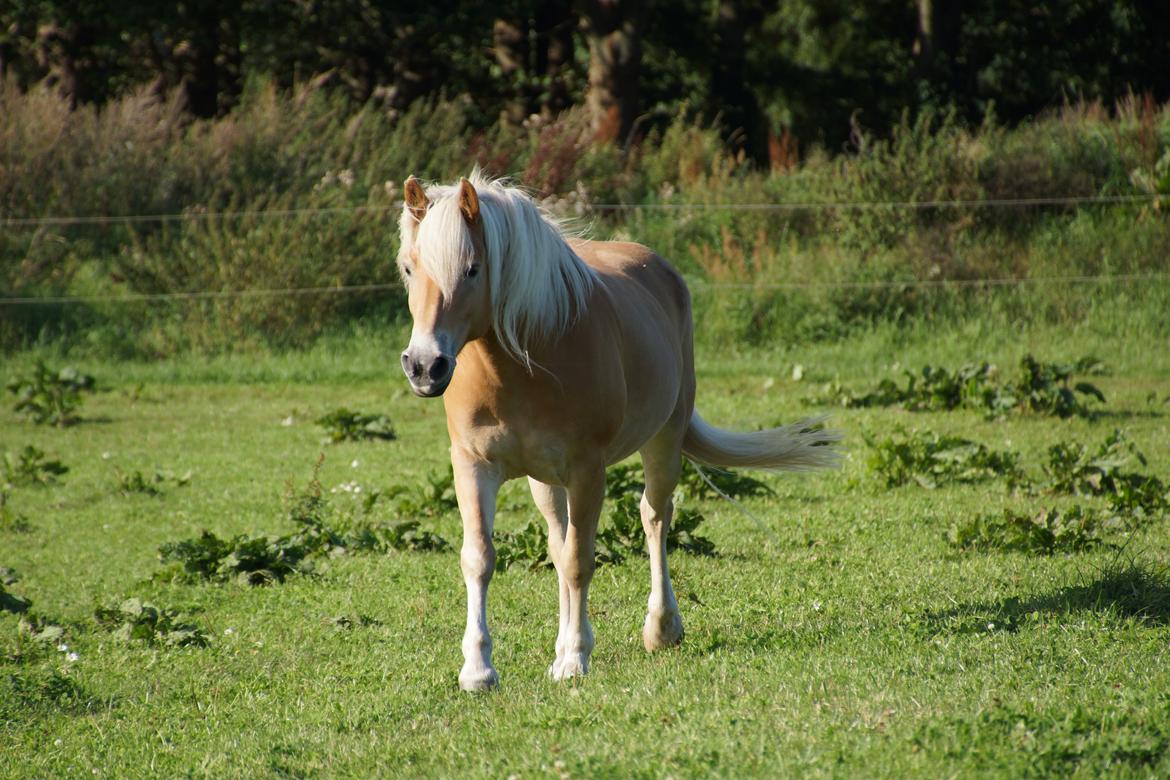 Haflinger Helena billede 14