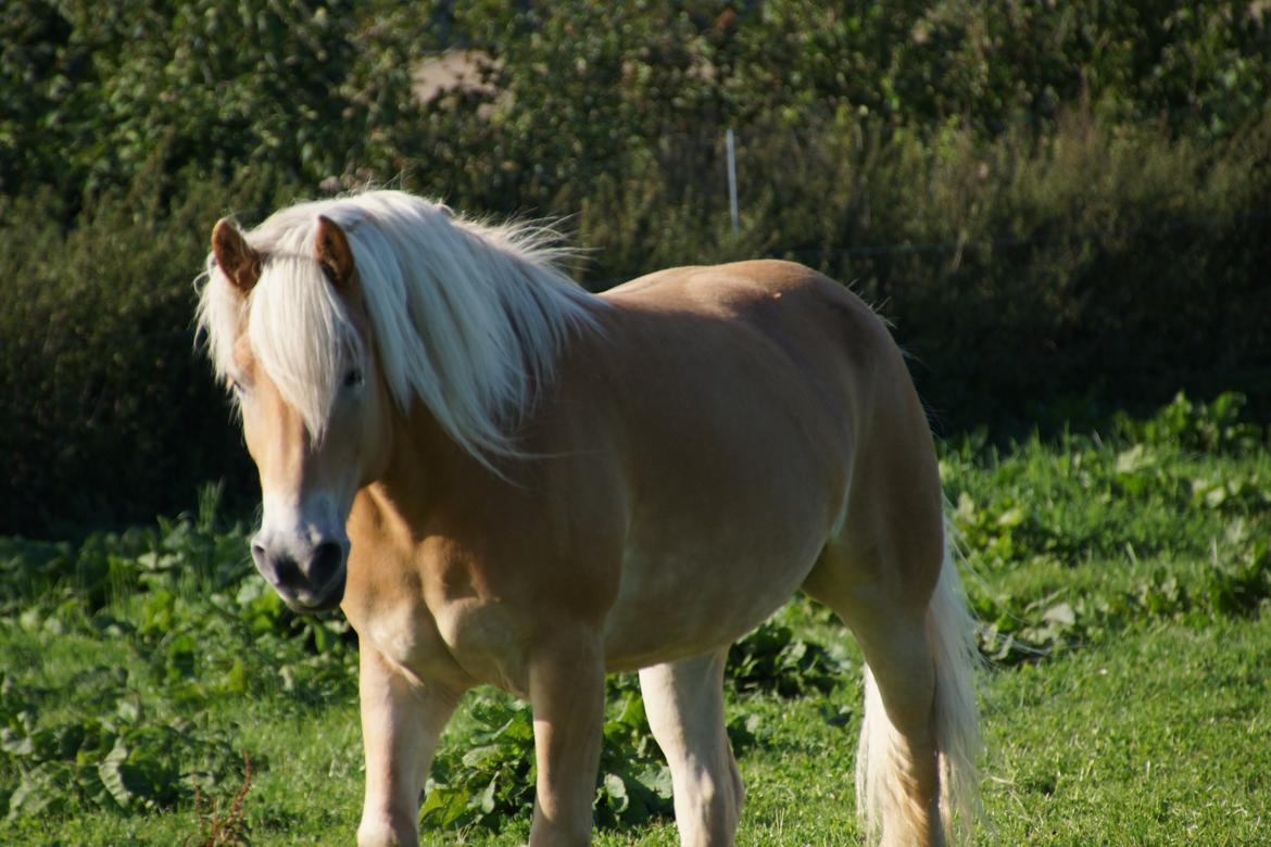 Haflinger Helena billede 16