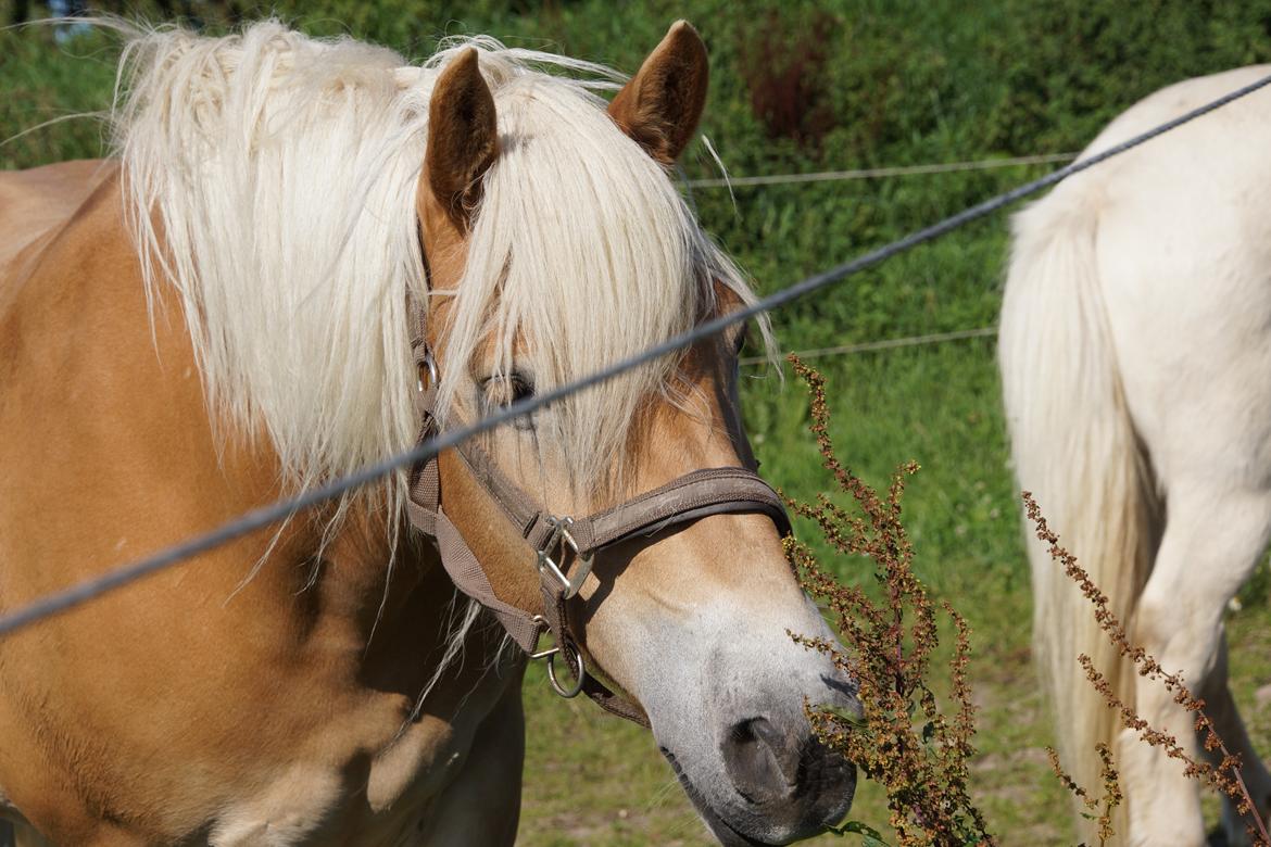 Haflinger Helena billede 17